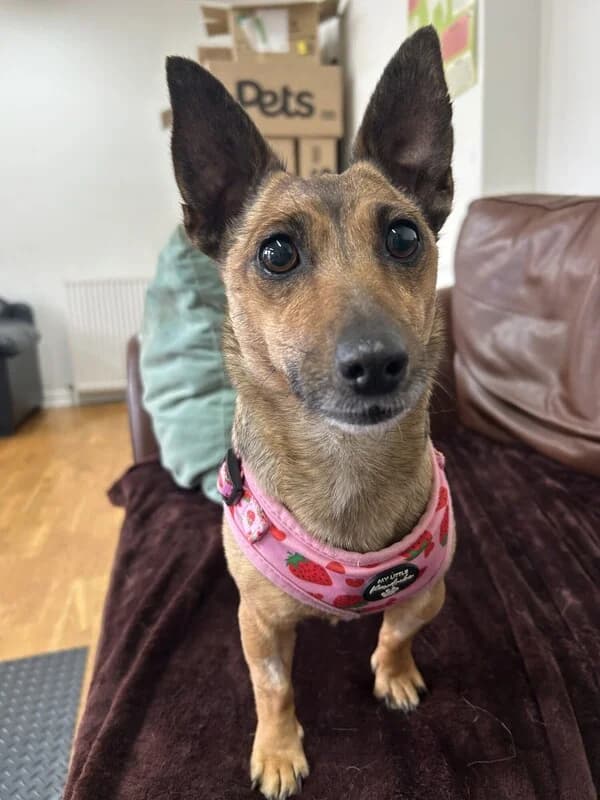 Layla, female 5yo Jack Russell Terrier for adoption at Edinburgh Dog and Cat Home, Edinburgh