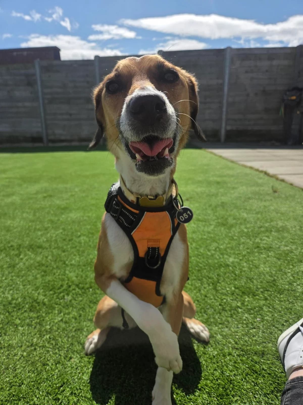 Lola, female 5yo Lurcher for adoption at Edinburgh Dog and Cat Home, Edinburgh