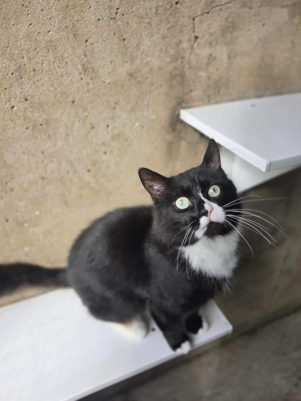 Lorcan, male 4yo Mixed Breed Cat for adoption at Edinburgh Dog and Cat Home, Edinburgh