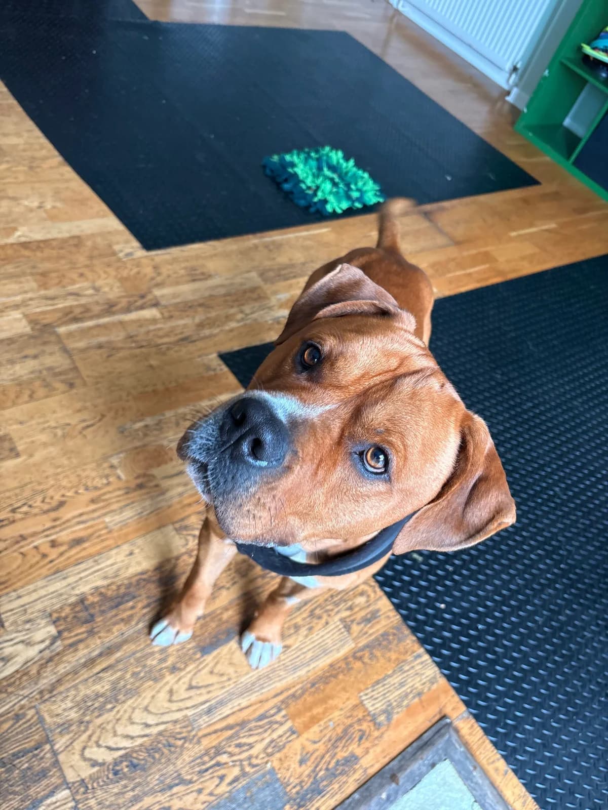 Meatball, male young Mastiff for adoption at Edinburgh Dog and Cat Home, Edinburgh