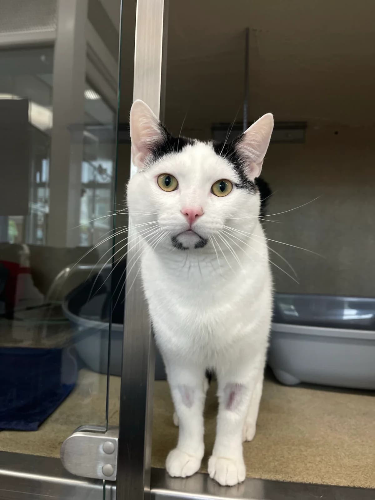 Milo, male puppy Mixed Breed Cat for adoption at Edinburgh Dog and Cat Home, Edinburgh