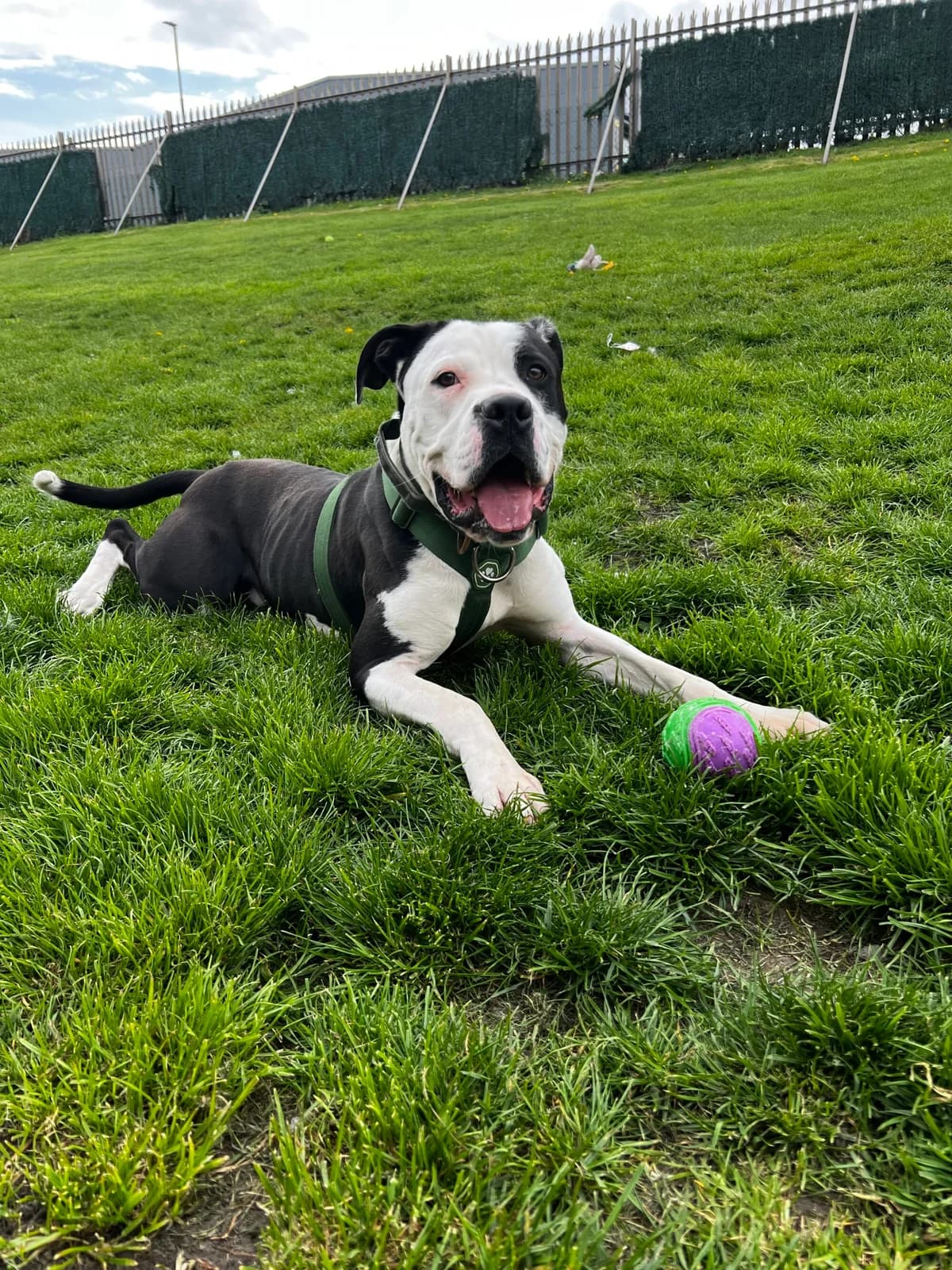 Moo, male English Bulldog for adoption at Edinburgh Dog and Cat Home, Edinburgh