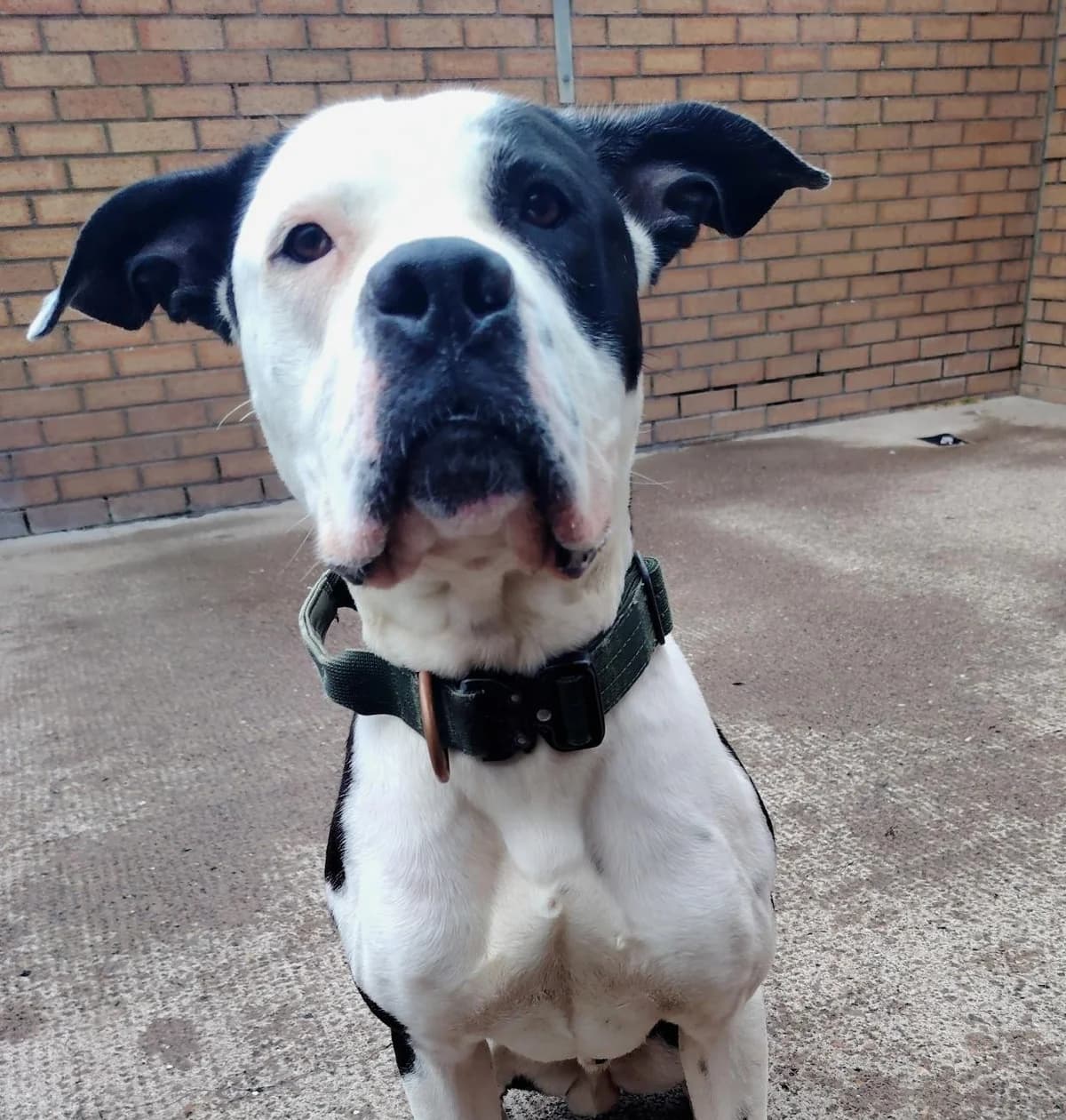 Moo, male young English Bulldog for adoption at Edinburgh Dog and Cat Home, Edinburgh