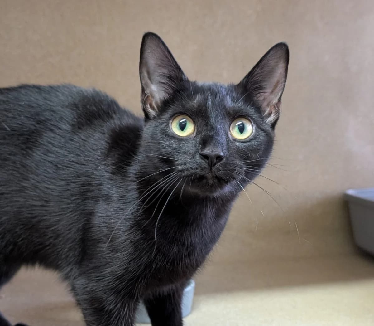 Morgana, female puppy Mixed Breed Cat for adoption at Edinburgh Dog and Cat Home, Edinburgh