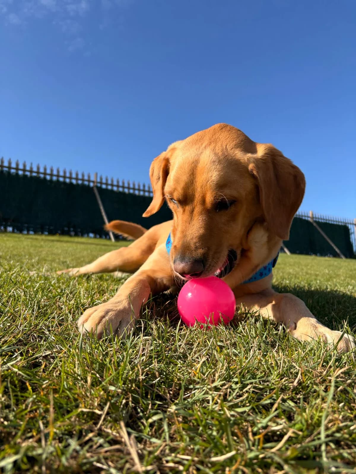 Muttley, male 4yo Labrador Retriever for adoption at Edinburgh Dog and Cat Home, Edinburgh