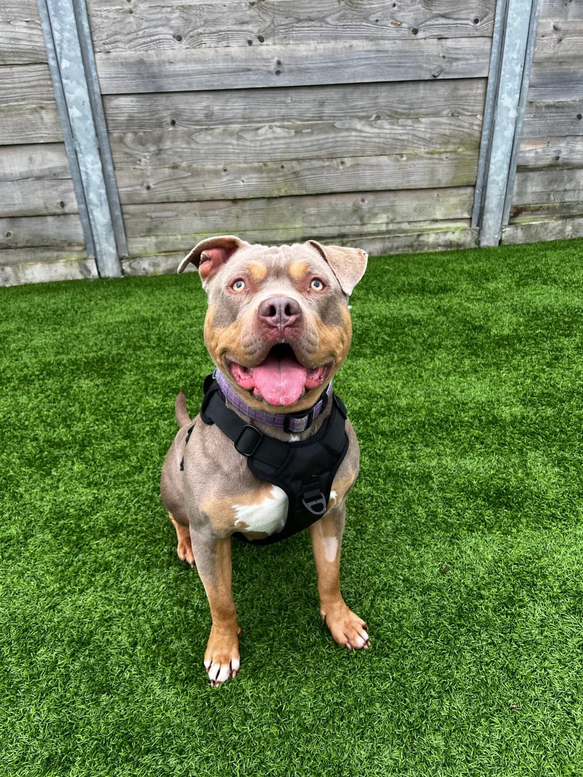 Nala, female 3yo Staffordshire Bull Terrier for adoption at Edinburgh Dog and Cat Home, Edinburgh