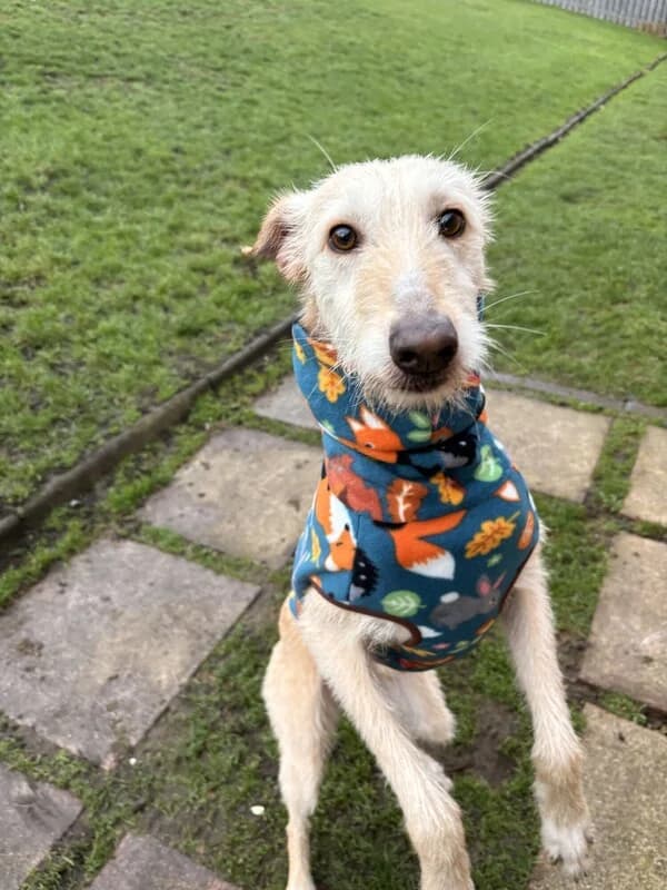 Noodles, male young Lurcher for adoption at Edinburgh Dog and Cat Home, Edinburgh