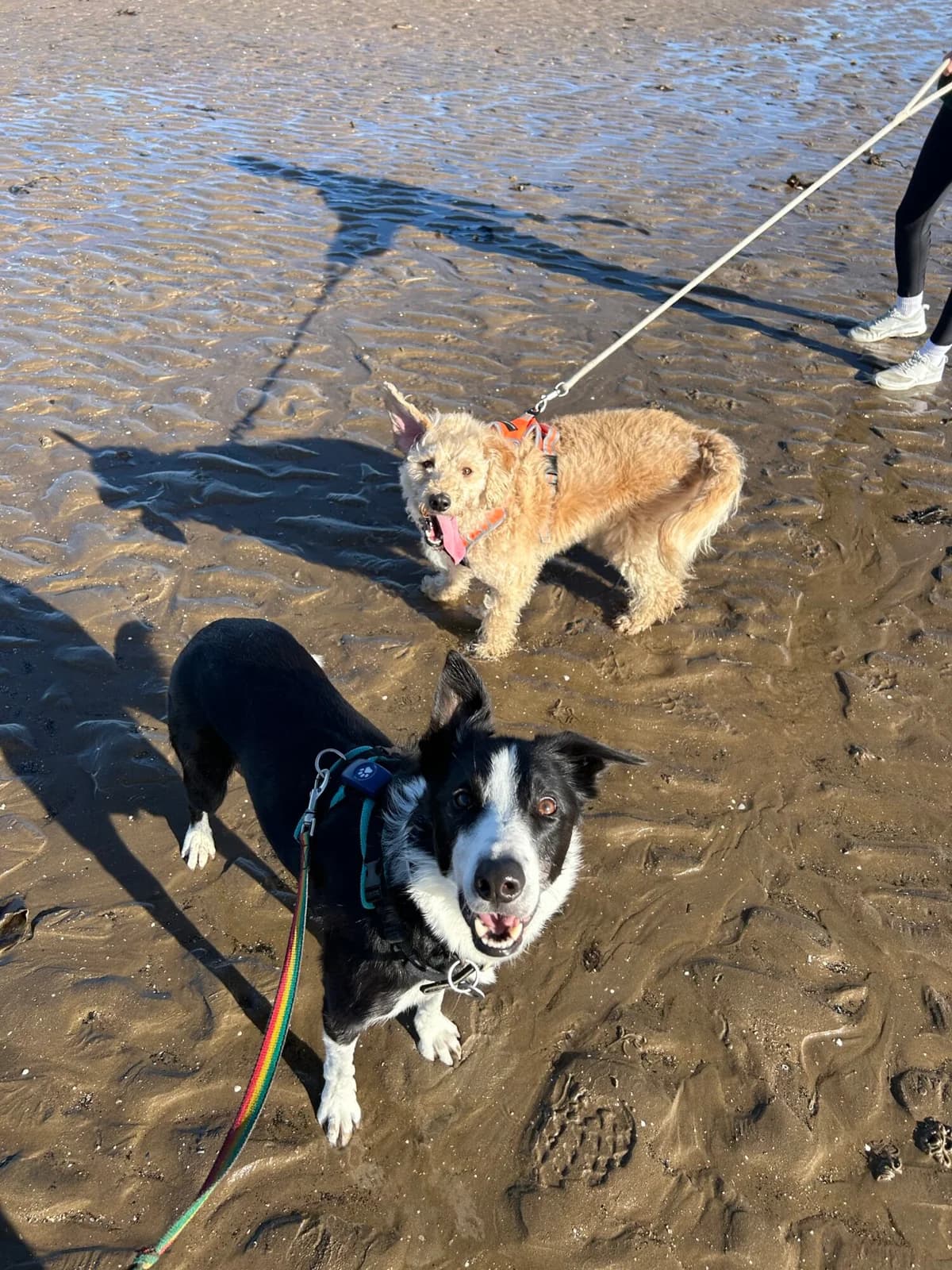 Orko, male 4yo Labradoodle for adoption at Edinburgh Dog and Cat Home, Edinburgh