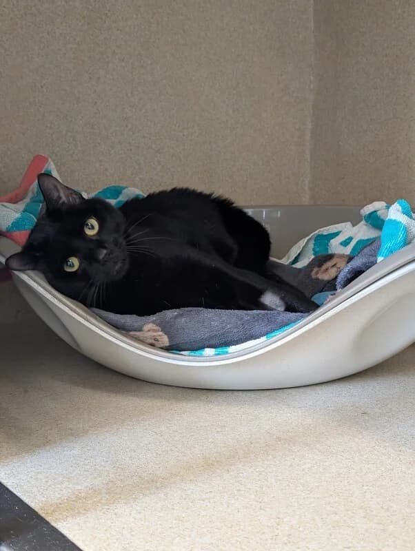 Otis, male puppy Mixed Breed Cat for adoption at Edinburgh Dog and Cat Home, Edinburgh