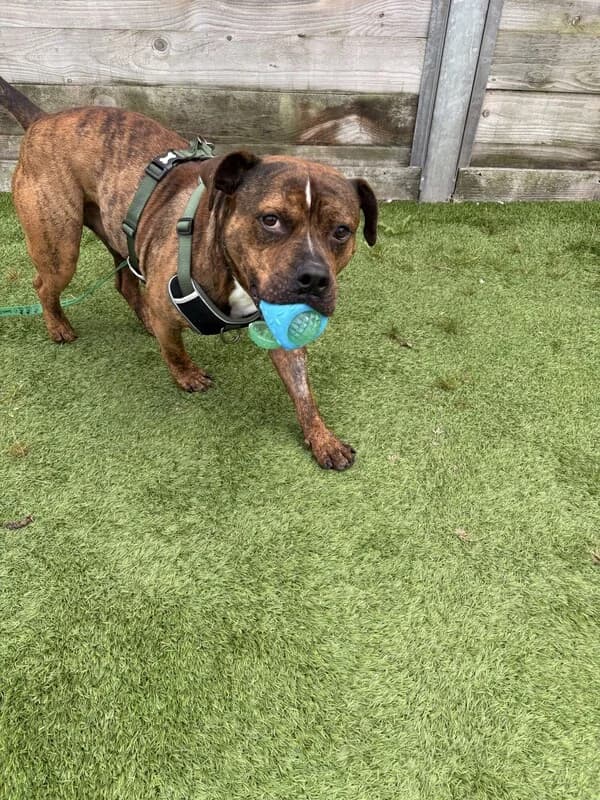 Pablo, 5yo Staffordshire Bull Terrier for adoption at Edinburgh Dog and Cat Home, Edinburgh