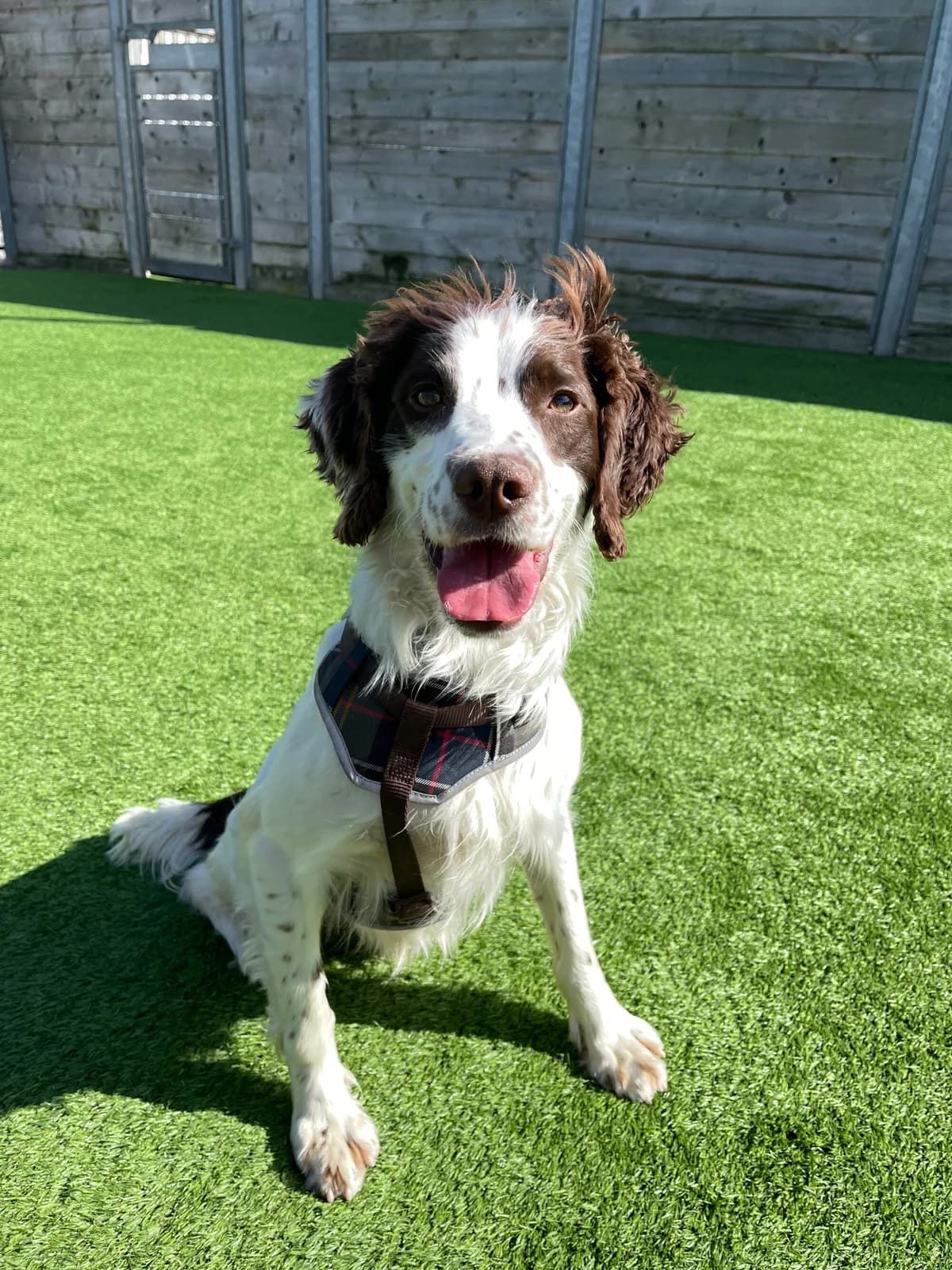 Paddy, male young mixed breed for adoption at Edinburgh Dog and Cat Home, Edinburgh