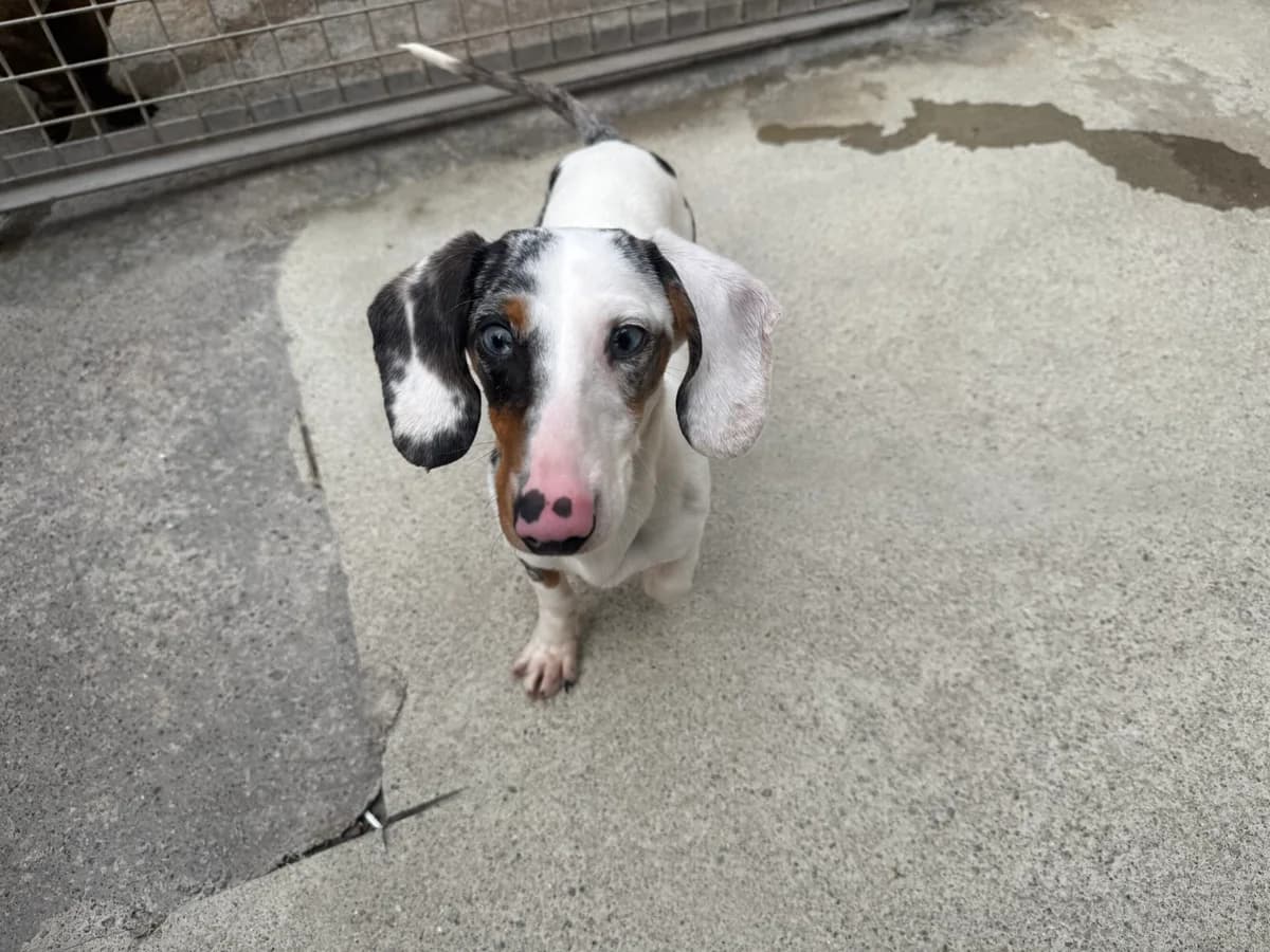 Pickle, male puppy Dachshund for adoption at Edinburgh Dog and Cat Home, Edinburgh
