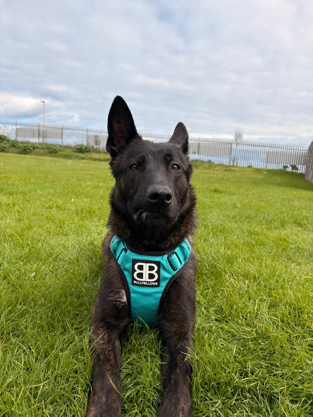 Pickles, male young mixed breed for adoption at Edinburgh Dog and Cat Home, Edinburgh