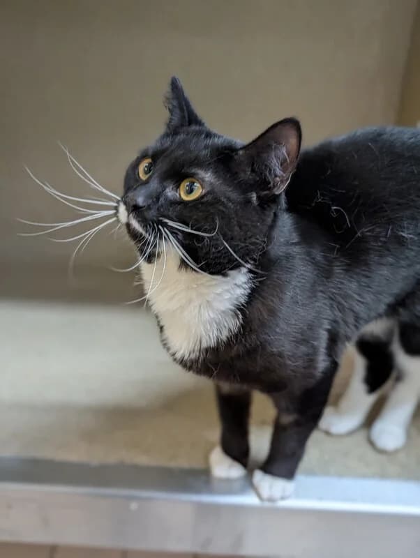 Rocket, male Mixed Breed Cat for adoption at Edinburgh Dog and Cat Home, Edinburgh