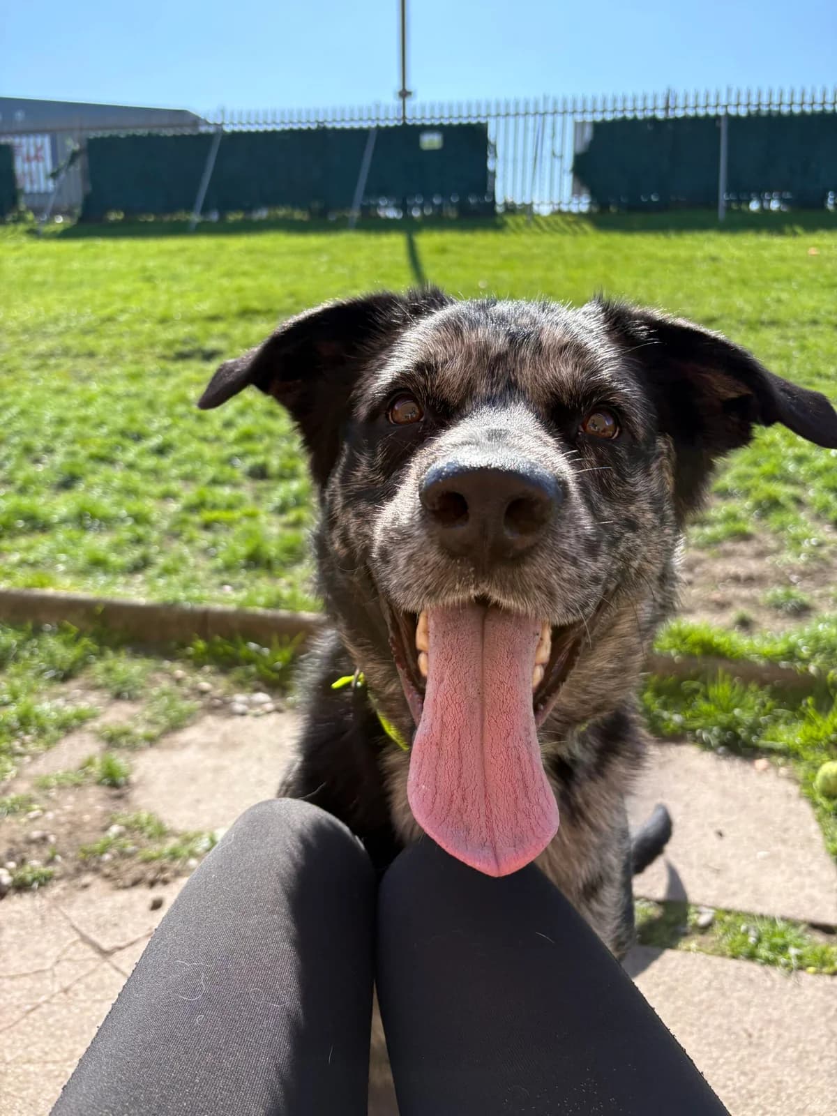Rocky, male young Collie for adoption at Edinburgh Dog and Cat Home, Edinburgh