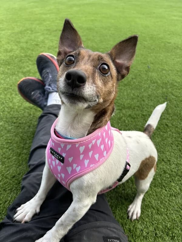 Rosie, female 5yo Jack Russell Terrier for adoption at Edinburgh Dog and Cat Home, Edinburgh