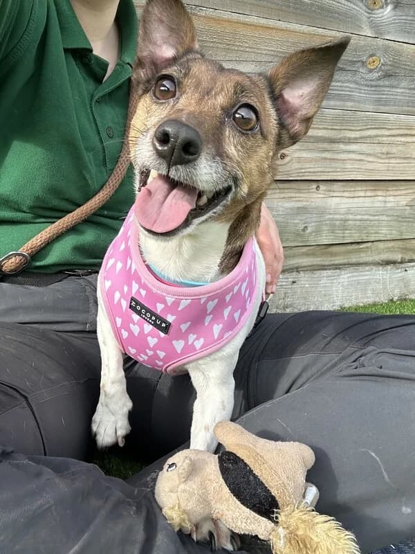 Rosie, female 5yo Jack Russell Terrier for adoption at Edinburgh Dog and Cat Home, Edinburgh