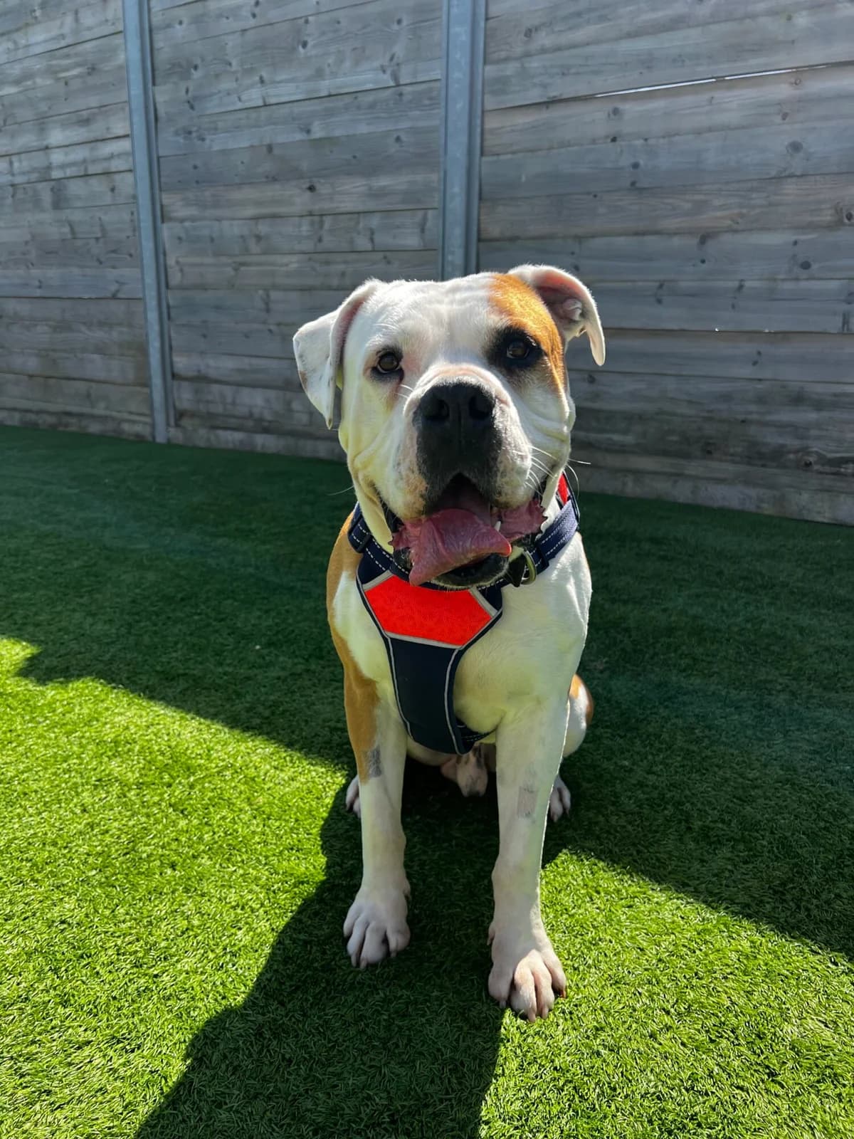 Rubble, male 6yo English Bulldog for adoption at Edinburgh Dog and Cat Home, Edinburgh