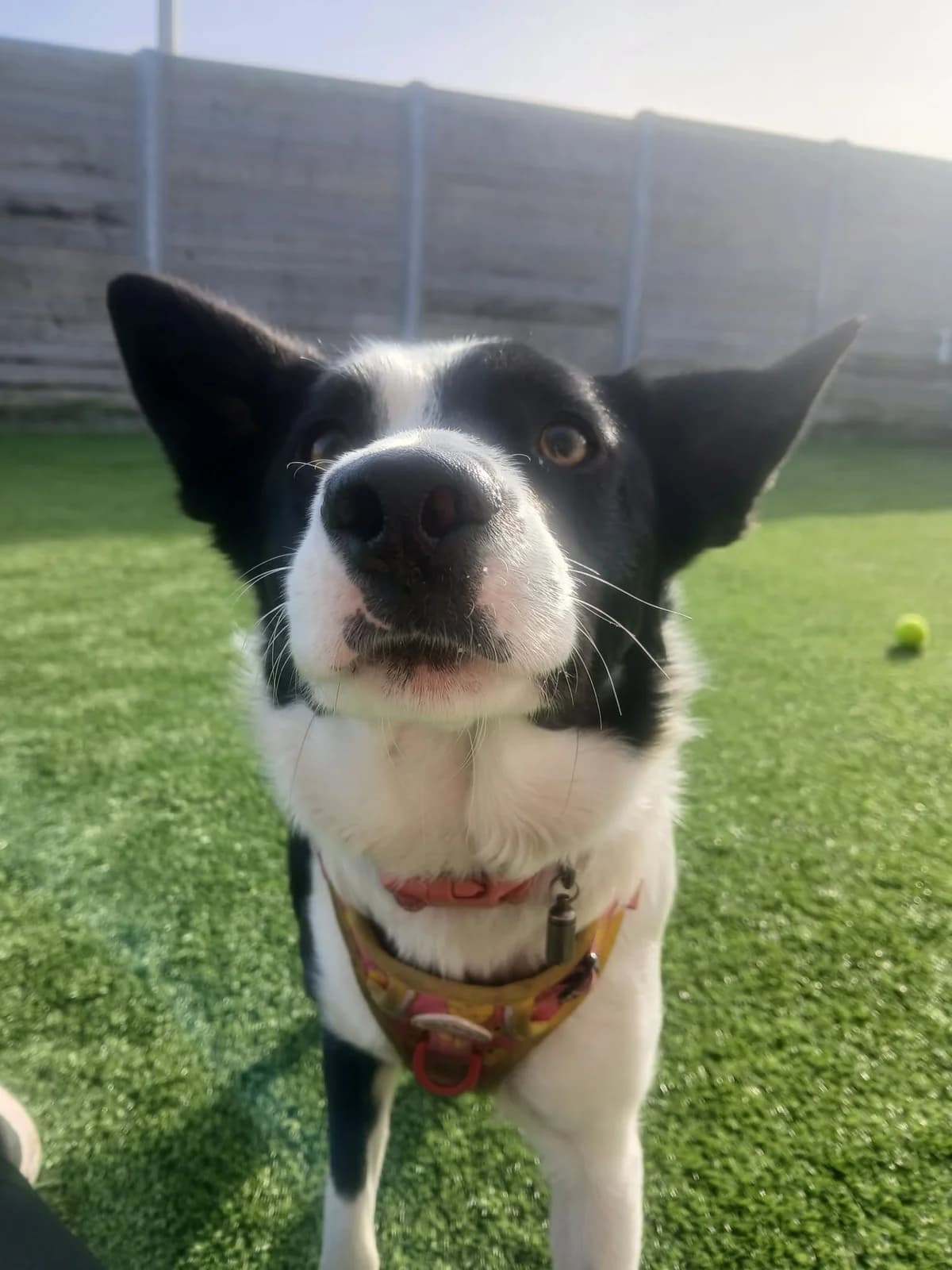 Sage, female young Border Collie for adoption at Edinburgh Dog and Cat Home, Edinburgh