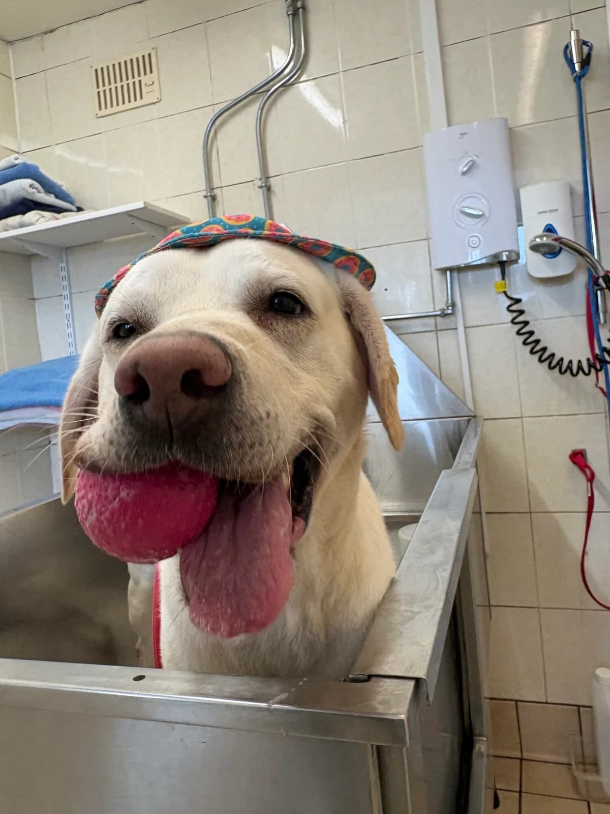 Sandler, male 4yo Labrador Retriever for adoption at Edinburgh Dog and Cat Home, Edinburgh
