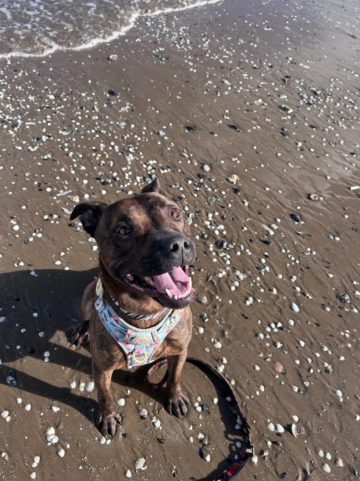 Sevro, male 4yo Staffordshire Bull Terrier for adoption at Edinburgh Dog and Cat Home, Edinburgh