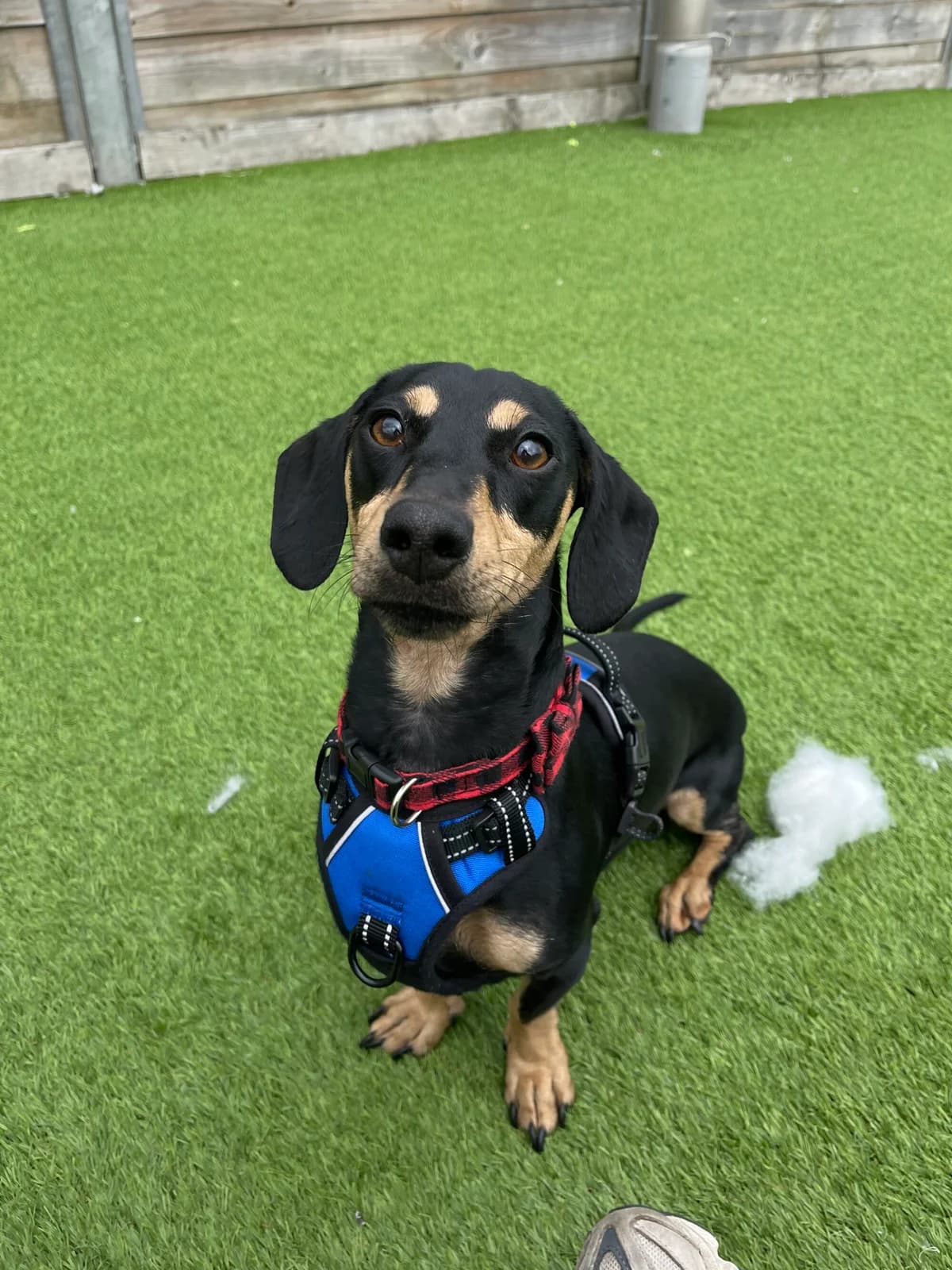 Shadow, male young Dachshund for adoption at Edinburgh Dog and Cat Home, Edinburgh