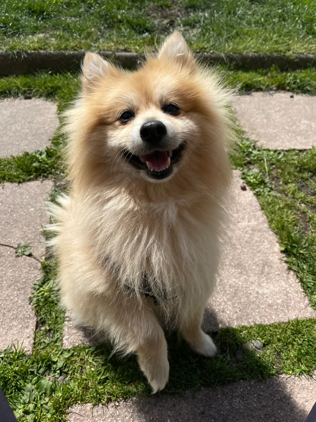 Simba, male senior German Spitz for adoption at Edinburgh Dog and Cat Home, Edinburgh
