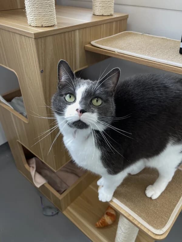 Stubsy, male 7yo Mixed Breed Cat for adoption at Edinburgh Dog and Cat Home, Edinburgh