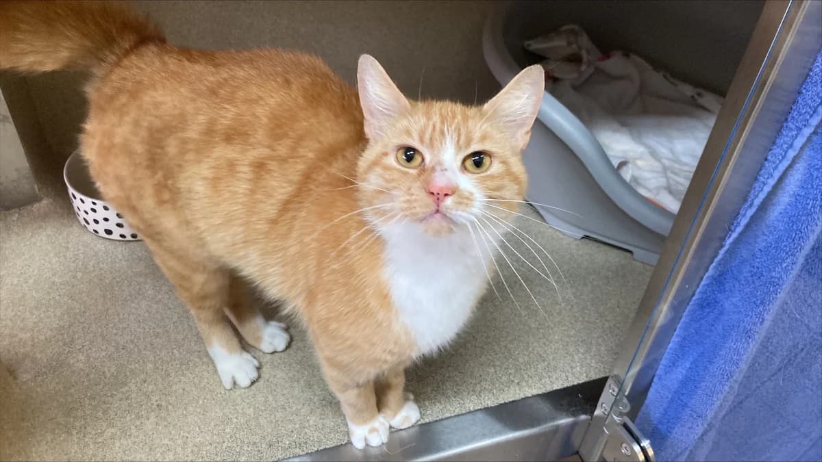 Sunshine, female puppy Mixed Breed Cat for adoption at Edinburgh Dog and Cat Home, Edinburgh