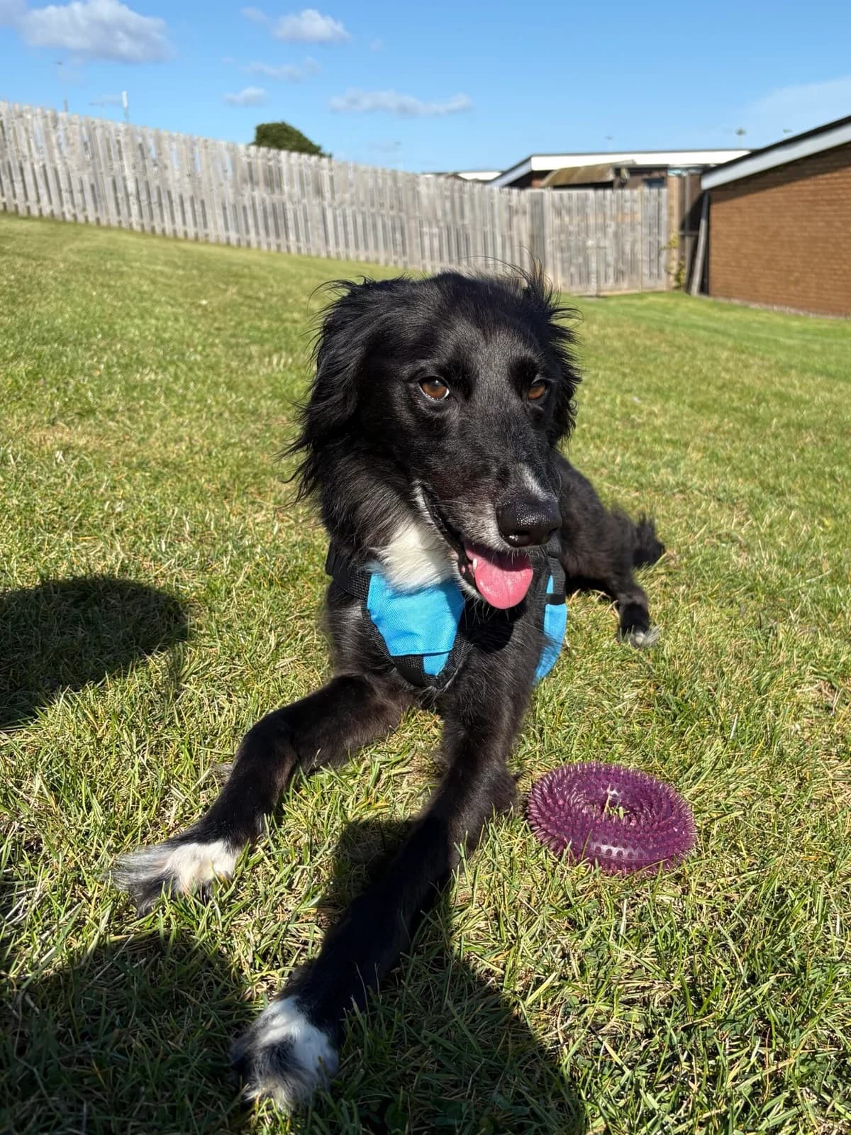 Vinnie, male 6yo Saluki for adoption at Edinburgh Dog and Cat Home, Edinburgh