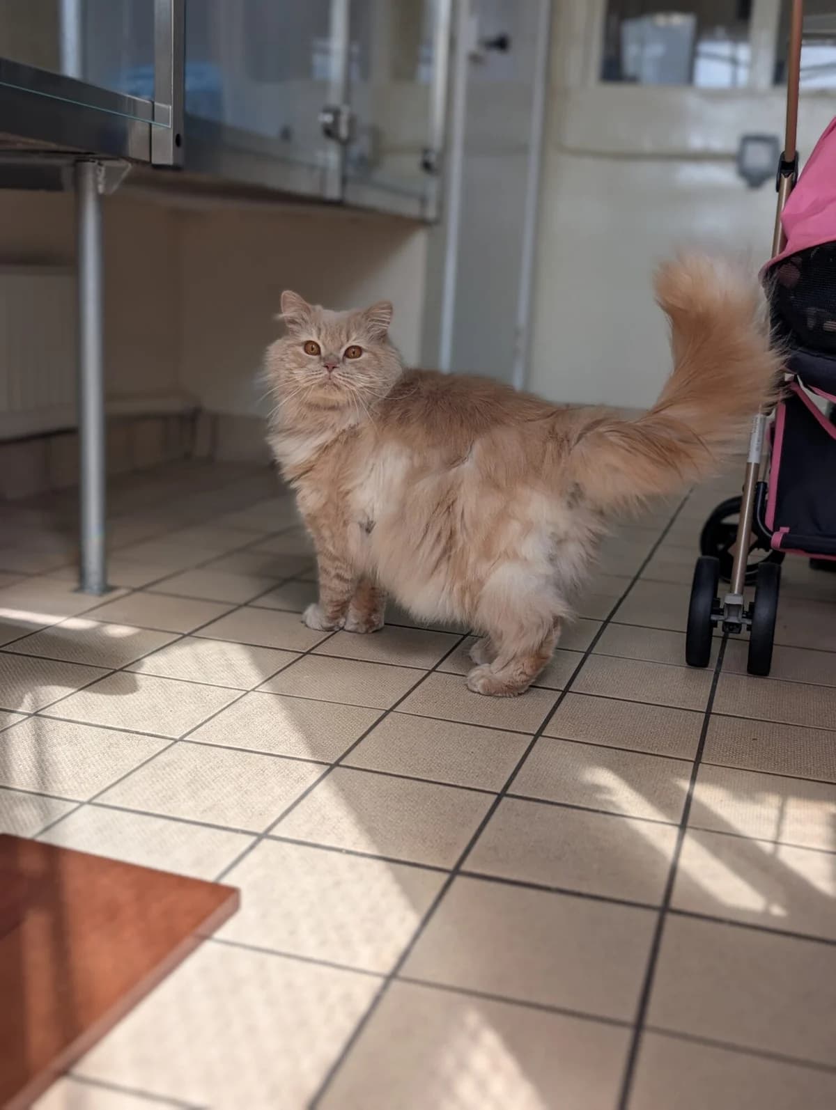 Winnie, male 4yo mixed breed for adoption at Edinburgh Dog and Cat Home, Edinburgh