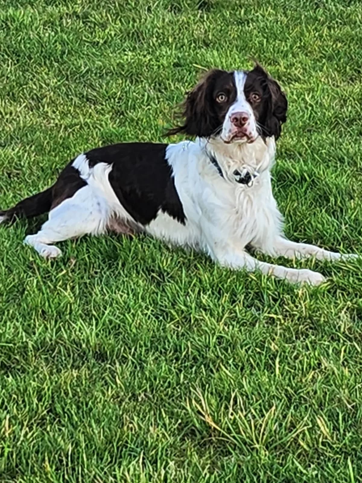 Bear, male English Springer Spaniel for adoption at English Springer Spaniel Rescue NW England