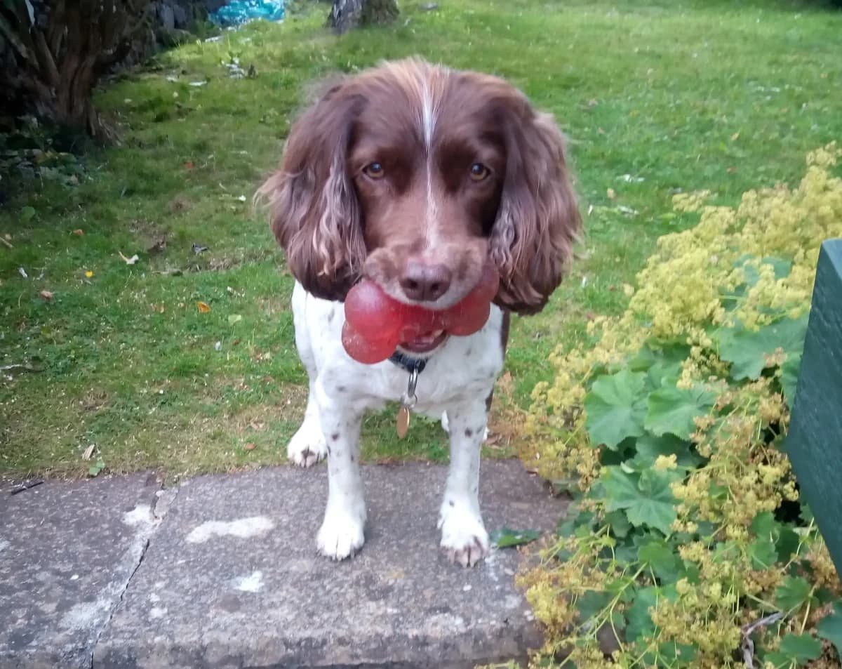 Bella, female senior English Springer Spaniel for adoption at English Springer Spaniel Rescue NW England
