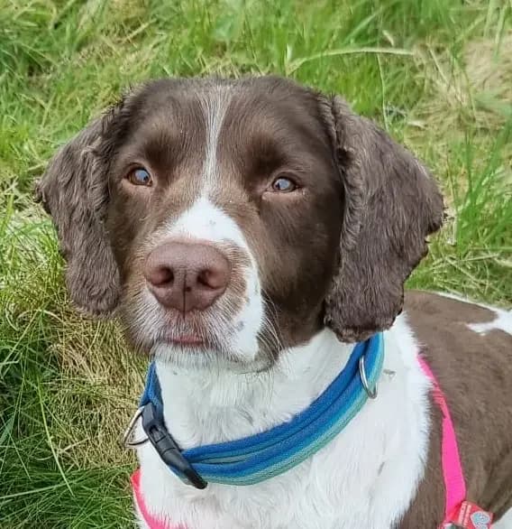 Charlie, male 5yo English Springer Spaniel for adoption at English Springer Spaniel Rescue NW England