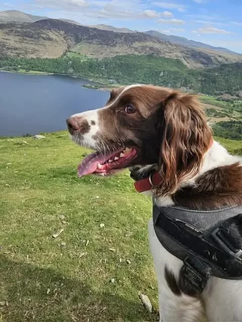 Max, male English Springer Spaniel for adoption at English Springer Spaniel Rescue NW England