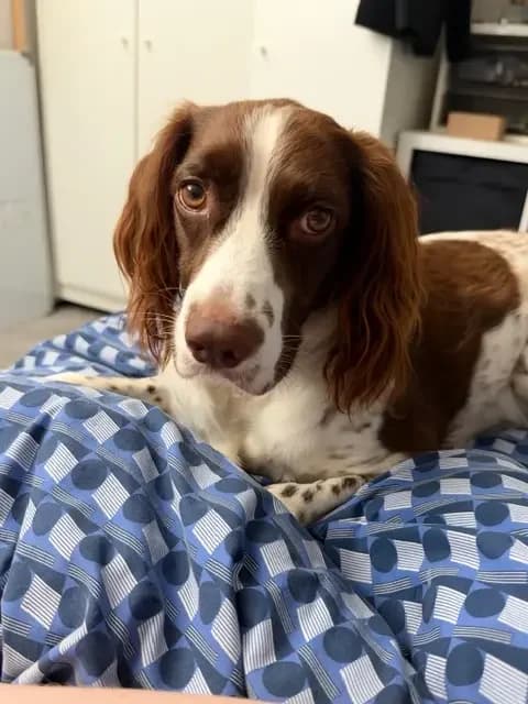 Oreo, female 4yo English Springer Spaniel for adoption at English Springer Spaniel Rescue NW England