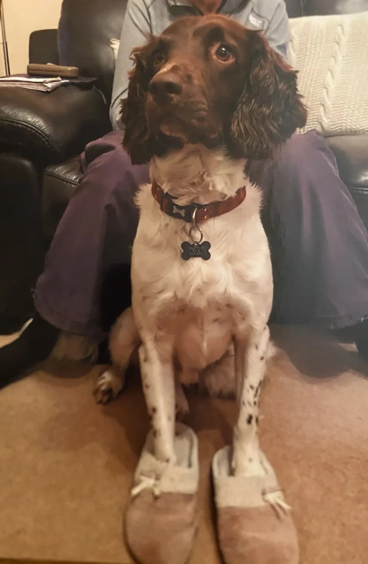Sam, male puppy English Springer Spaniel for adoption at English Springer Spaniel Rescue NW England