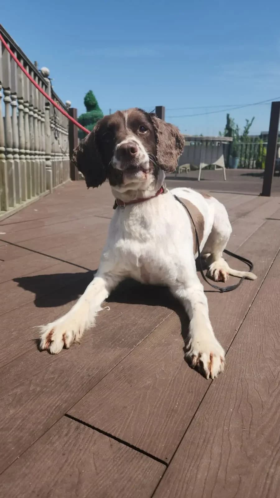 Sirius, male 6yo English Springer Spaniel for adoption at English Springer Spaniel Rescue NW England