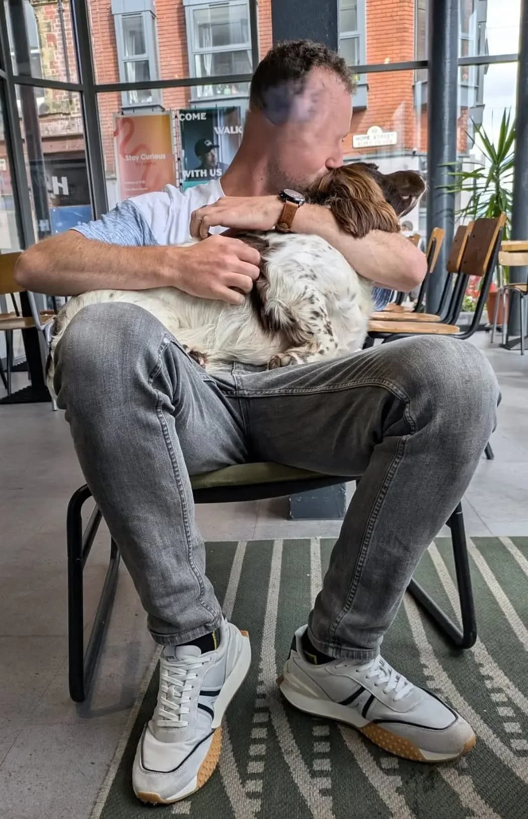 Wilson, male English Springer Spaniel for adoption at English Springer Spaniel Rescue NW England