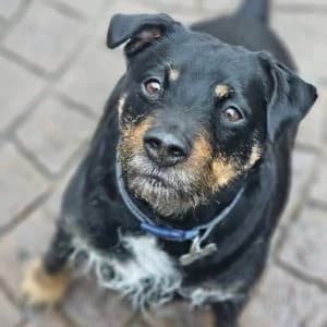 Biscoff, Mixed Breed for adoption at Epsom Canine Rescue