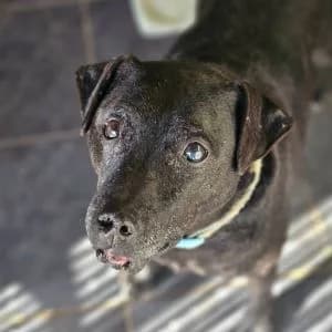 Buddy, Mixed Breed for adoption at Epsom Canine Rescue