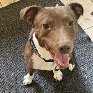 Reggie, Mixed Breed for adoption at Epsom Canine Rescue