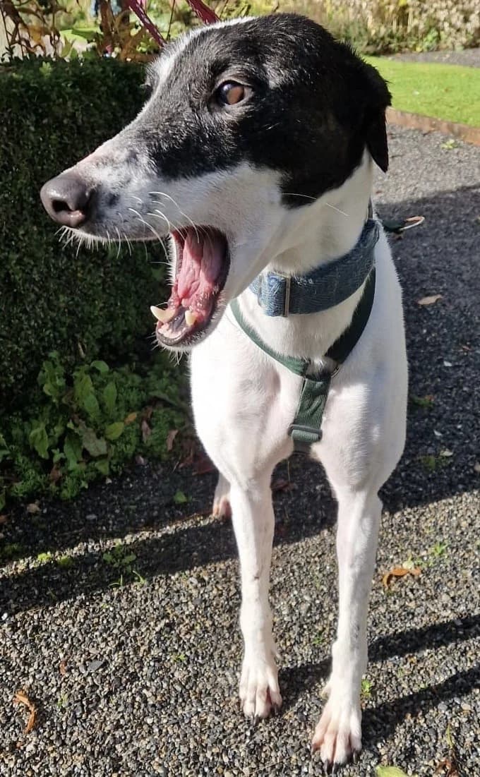 Dog, female 5yo Mixed Breed for adoption at Erinhounds, UK