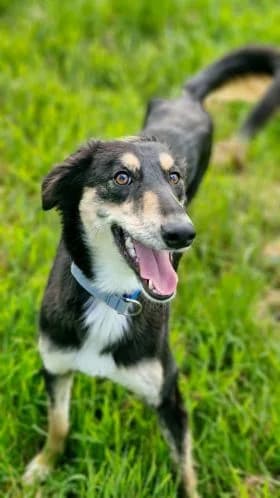 Erin Hounds, female Mixed Breed for adoption at Erinhounds, UK