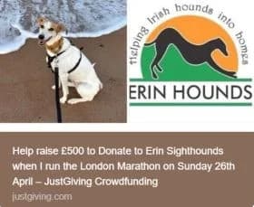 Erin Hounds, female puppy Mixed Breed for adoption at Erinhounds, UK