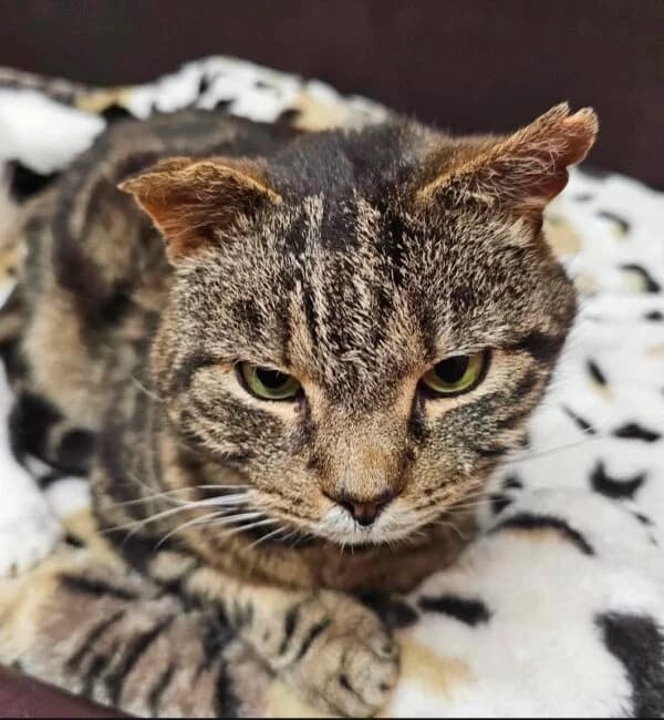 Al Capone, male 5yo Mixed Breed for adoption at Farplace Animal Rescue