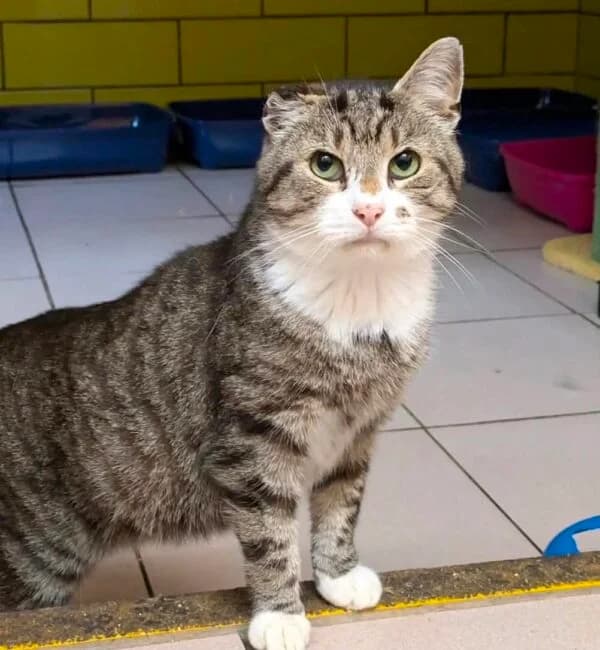 Bob, male 6yo Mixed Breed for adoption at Farplace Animal Rescue