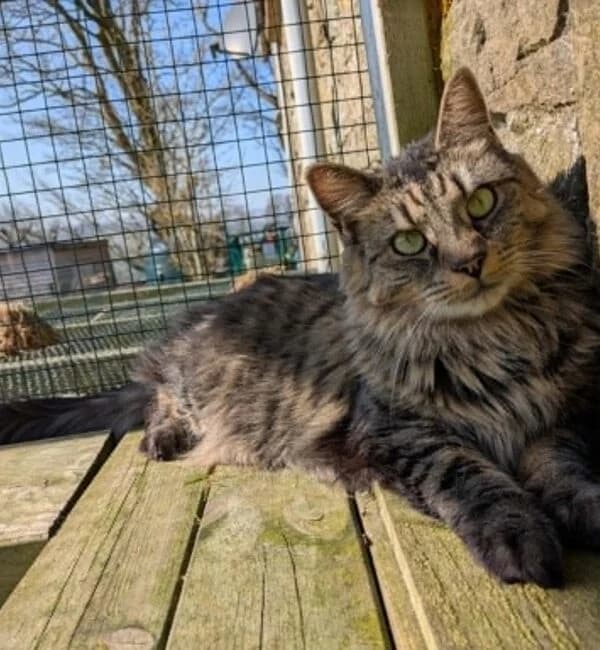 Lily, female Mixed Breed for adoption at Farplace Animal Rescue