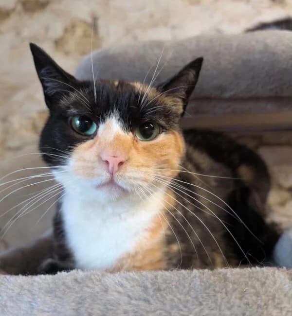 Lottie, female 3yo Mixed Breed for adoption at Farplace Animal Rescue