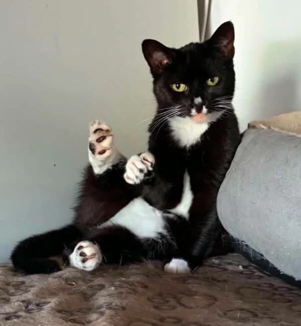 Patsy, female 3yo Mixed Breed for adoption at Farplace Animal Rescue